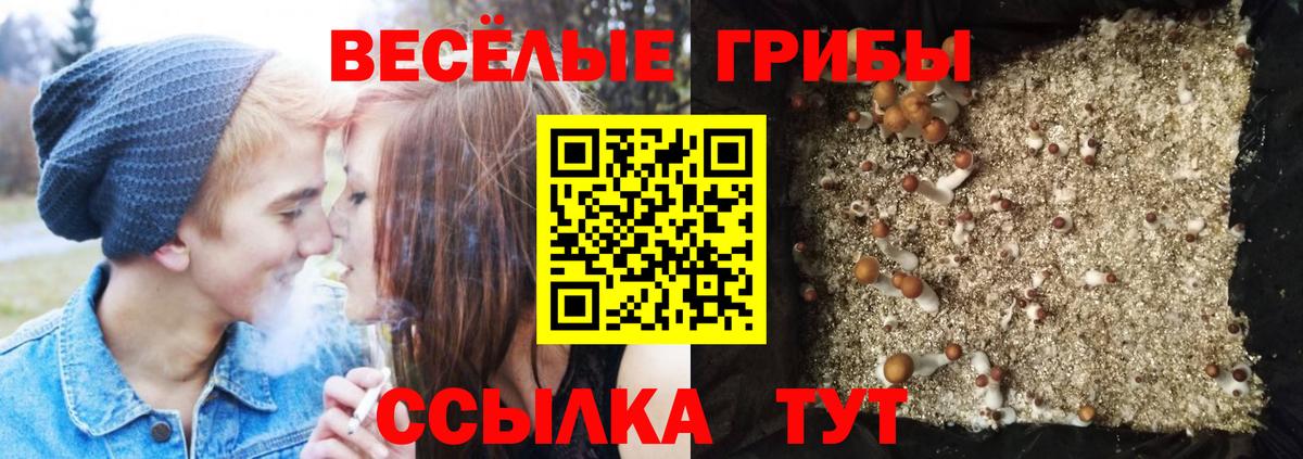 Галлюциногенные грибы Psilocybe  Вход с VPN  Тобольск 